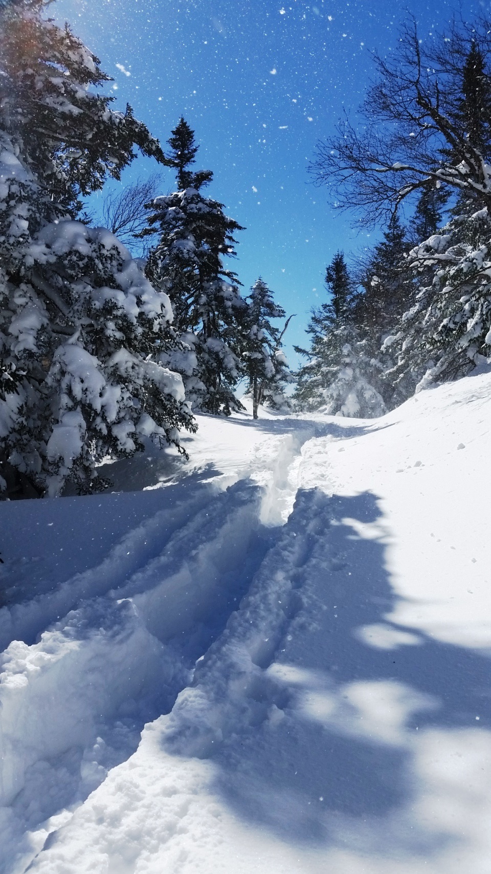 Des sentiers abondant de neige au Mont Sutton